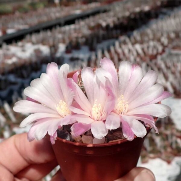 Sulcorebutia cylindrica v. albiflora f. brunispina HS 044a