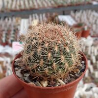 Sulcorebutia cylindrica v. albiflora f. brunispina HS 044a