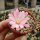 Sulcorebutia cylindrica v. albiflora f. brunispina HS 044a