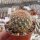 Sulcorebutia cylindrica v. albiflora f. brunispina HS 044a
