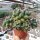 Thelocactus spec.