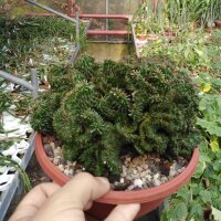 Euphorbia suzannae Kleine Karoo, Südafrika cristata