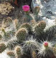 Opuntia hystricina-Hybr. Hagen Miniatur (dw)
