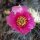 Opuntia hystricina-Hybr. Hagen Miniatur (dw)