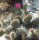 Opuntia hystricina-Hybr. Hagen Miniatur (dw)