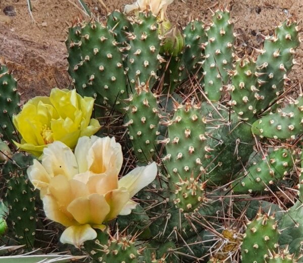 Opuntia fragilis La Sal Mts, 2300 m (dw)