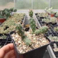 Opuntia fragilis La Sal Mts, 2300 m (dw)
