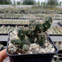 Opuntia fragilis Lake Woods, BC, Kanada (dw)