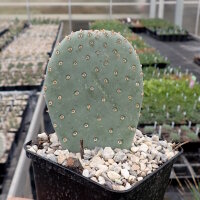 Opuntia basilaris v. heilii Goblin Valley Utah (dw)