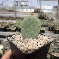 Opuntia basilaris v. heilii Goblin Valley Utah (dw)