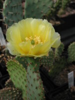 Opuntia basilaris v. aurea Blanding, Utah (dw)