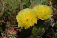 Opuntia basilaris v. aurea Blanding, Utah (dw)