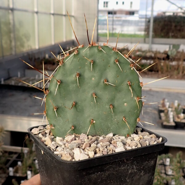 Opuntia phaeacantha Santa Fe (dw)