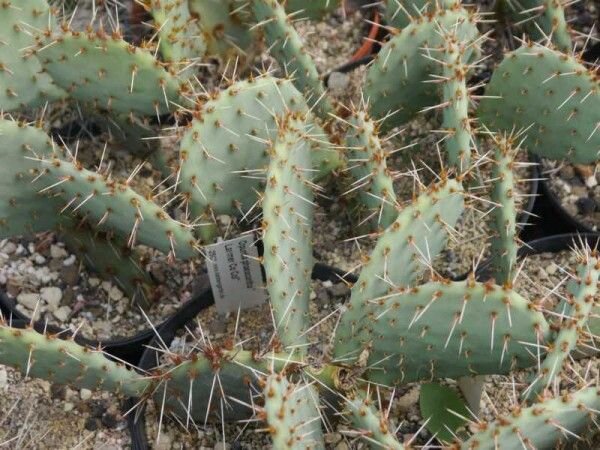 Opuntia phaeacantha Larimer Co., Colorado (dw)