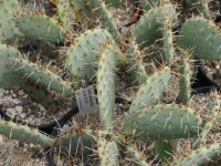 Opuntia phaeacantha Larimer Co., Colorado (dw)