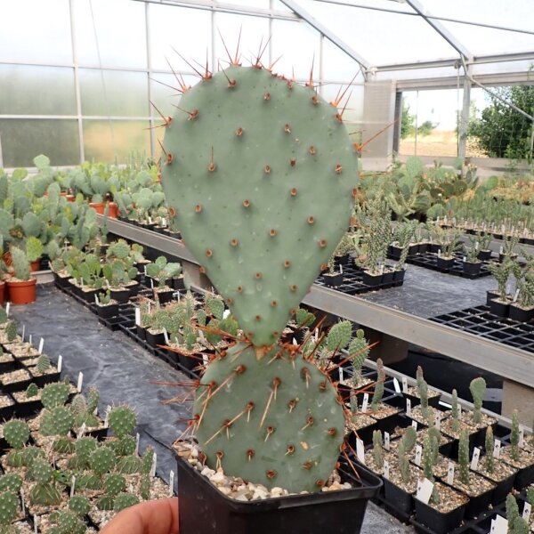 Opuntia phaeacantha DJF 970.18(dw)