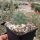 Opuntia erinacea v. utahensis Torrey Utah (dw)