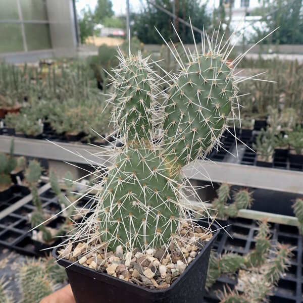 Opuntia polyacantha heacockii Chaffee, Co., Colorodo, 2530 m (dw)