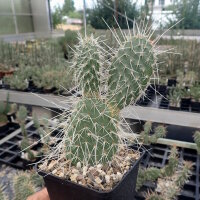 Opuntia polyacantha heacockii Chaffee, Co., Colorodo,...