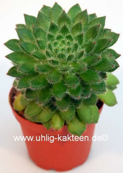 Echeveria setosa v. compacta