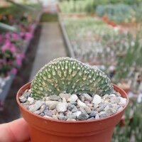 Euphorbia phillipsioides cristata
