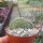 Euphorbia phillipsioides cristata