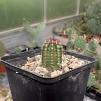 Echinocereus viridiflorus SB 213  (dw)