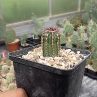 Echinocereus viridiflorus SB 213  (dw)