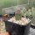 Echinocereus viridiflorus SB 213  (dw)