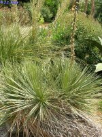 Yucca angustissima Big Water, AZ, Page / Kanab (dw)