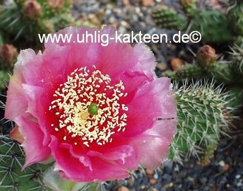 Opuntia polyacantha Chrystal Tide  (dw)