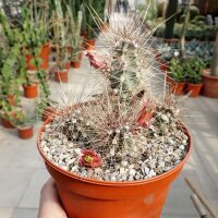 Echinocereus mapimiensis