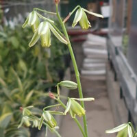 Albuca namaquensis