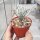 Albuca namaquensis