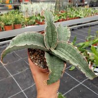 Sansevieria kirkii cv. Silber Blue