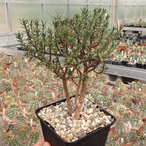 Crassula sarcocaulis (dw)