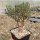 Crassula sarcocaulis (dw)