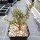 Crassula sarcocaulis (dw)