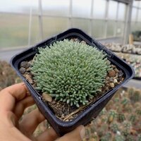 Delosperma sphalmantoides (dw)