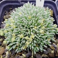 Delosperma sphalmantoides (dw)