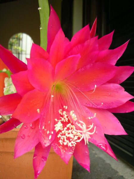 Epiphyllum-Hybr. Maja Büchi