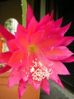 Epiphyllum-Hybr. Maja Büchi