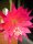 Epiphyllum-Hybr. Maja Büchi