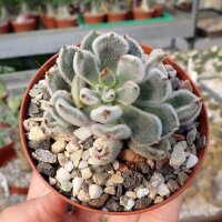 Echeveria pulvinata cv. Fleurizon