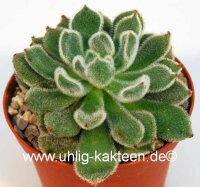 Echeveria pulvinata cv. Fleurizon