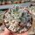 Echeveria pulvinata cv. Fleurizon