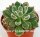 Echeveria pulvinata cv. Fleurizon