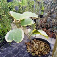 Hoya kerrii cv. Albomarginata