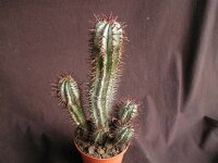 Euphorbia horrida v. striata
