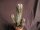 Euphorbia horrida v. striata